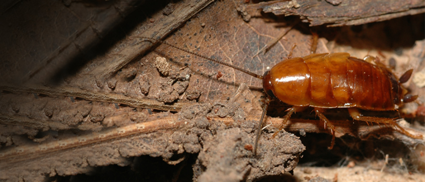 Cockroach Closeup
